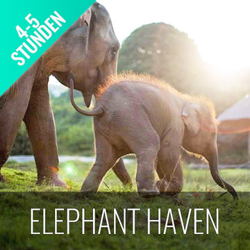 Koh Samui Elefanten Auffangstation Halbtages Aktivität - kohsamuiausflug.de